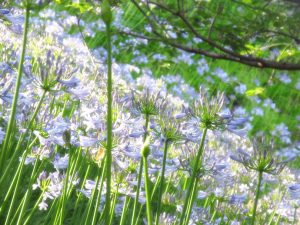 精道の校庭を彩るアガパンサスの花