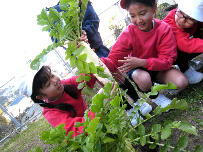 長崎 食育活動「元気野菜作り」