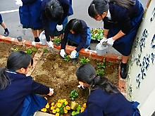 校庭に可憐なパンジーとビオラの花が仲間入り1