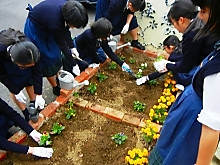 校庭に可憐なパンジーとビオラの花が仲間入り2