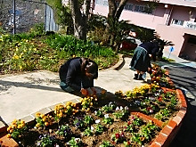 校庭に可憐なパンジーとビオラの花が仲間入り5