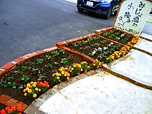 校庭に可憐なパンジーとビオラの花が仲間入り6