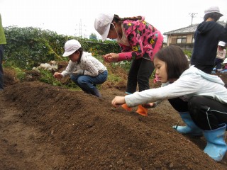 元気野菜　間引き