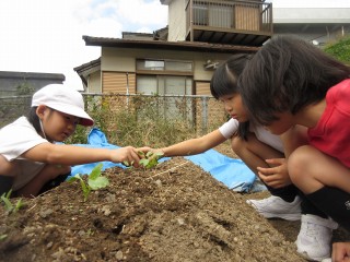 元気野菜　間引き