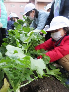 元気野菜収穫・クッキング