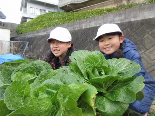 元気野菜収穫・クッキング