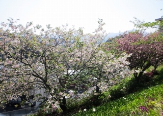 校庭の春色の花々2019