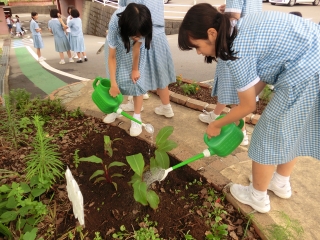 被爆カンナの花「夢プラン」2019