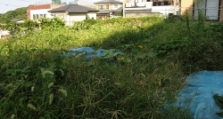 元気野菜づくり2019