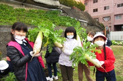 収穫したよ、大きく育った元気野菜!