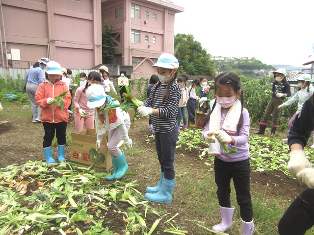 「元気野菜づくり」好調スタート! ~小学2・3年生