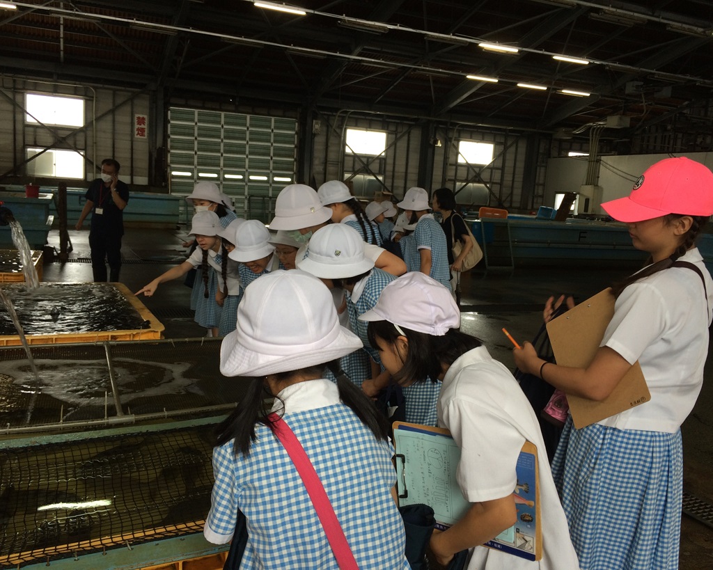 魚市場見学