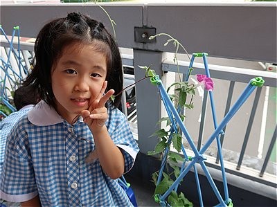 アサガオの花がさいたよ！～小１