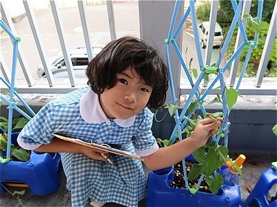 アサガオの花がさいたよ！～小１