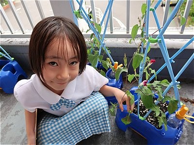 アサガオの花がさいたよ！～小１