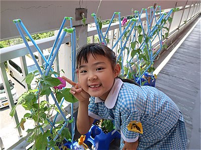 アサガオの花がさいたよ！～小１