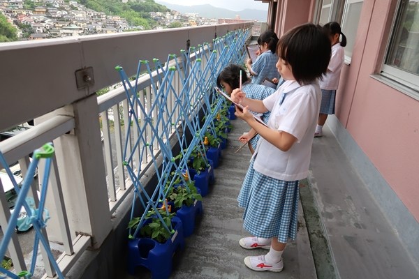 アサガオおおきくなったよ！～小１