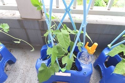 アサガオおおきくなったよ！～小１