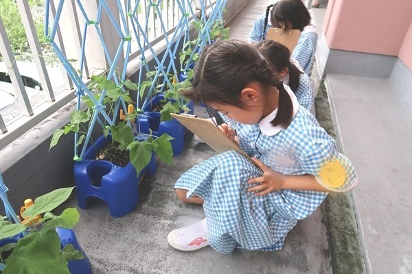 アサガオおおきくなったよ！～小１