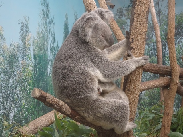 小６修学旅行 2025