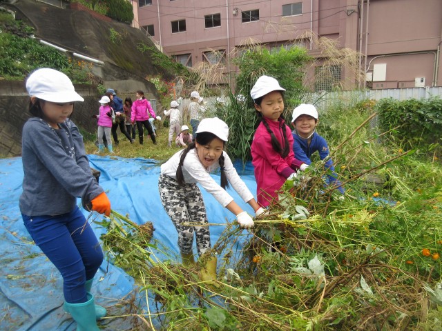 元気野菜　間引き