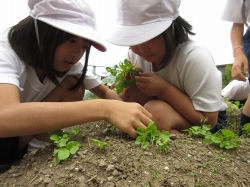 元気野菜づくり2019