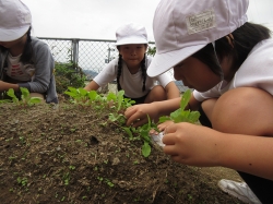 元気野菜づくり2019