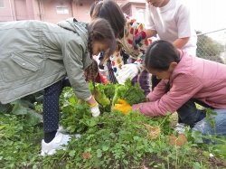 元気野菜づくり2020 収穫と調理