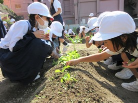 元気野菜づくり2020