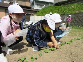 元気野菜づくり2020