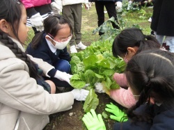 元気野菜2020 最終収穫