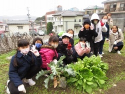 元気野菜2020 最終収穫