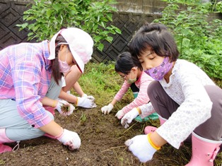 元気野菜づくり2021-5