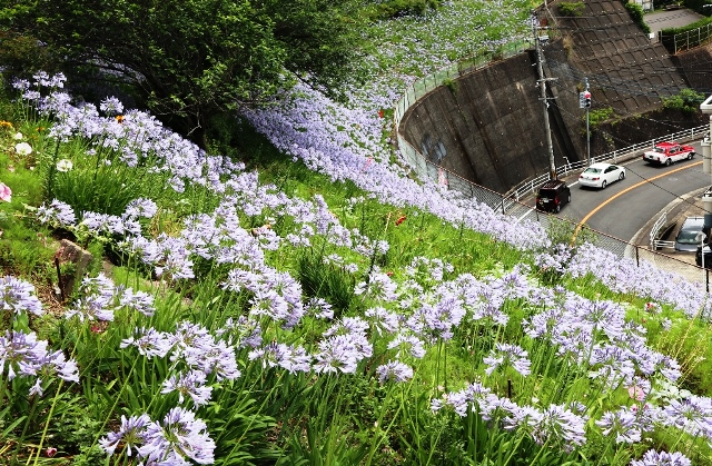 校庭斜面のアガパンサスの花