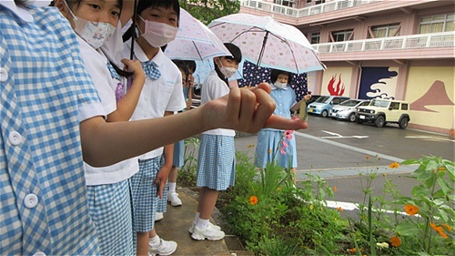 チョウの旅立ち 2022