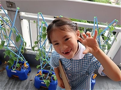 アサガオの花がさいたよ!~小1