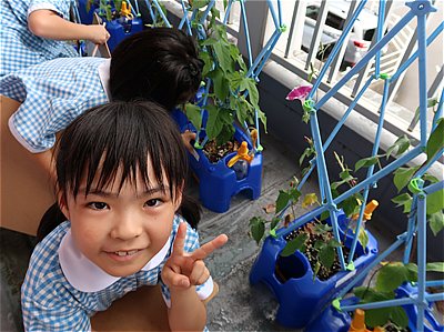 アサガオの花がさいたよ!~小1